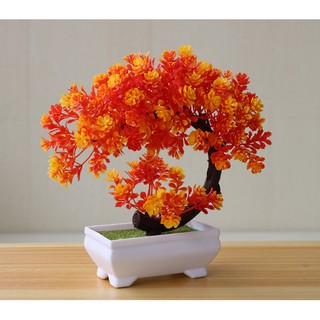 chậu hoa bon sai để bàn