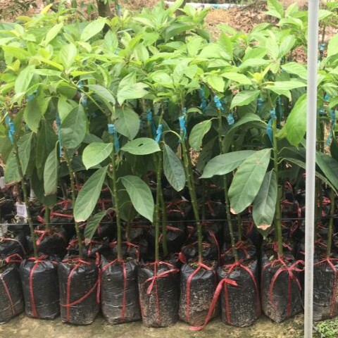 Cây giống Bơ 034