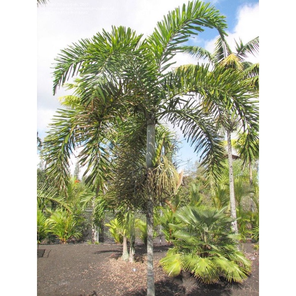 Cau đuôi chồn 40cm