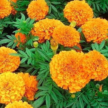 100H - #Hạt_Giống_Cúc_Vạn_Thọ_Mix ( tặng kèm kích mầm và phân bón)