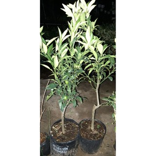 cây tắc ngọt mỹ