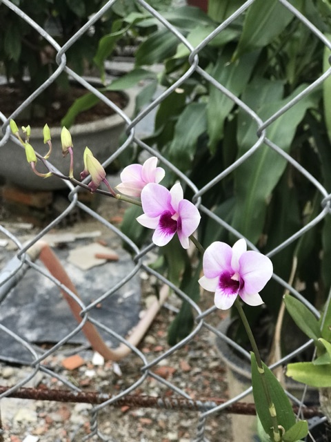 Hoa lan Yaya Mini chậu đang nụ