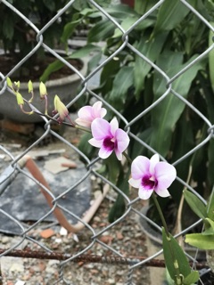 Hoa lan Yaya Mini chậu đang nụ