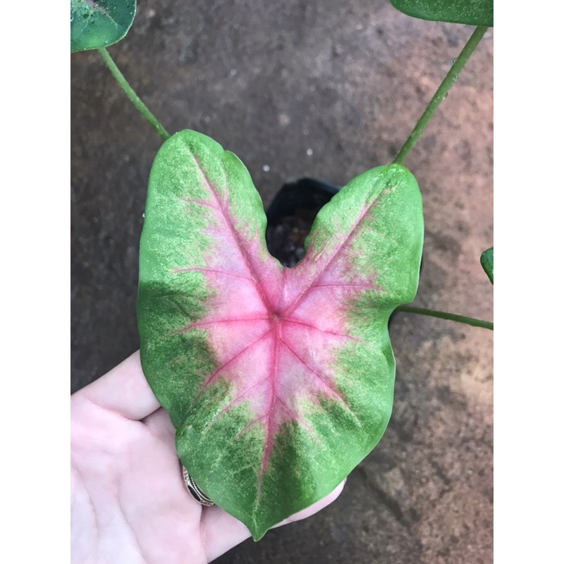 Chậu cứng Môn hồng ( Elephant Ear Caladium)