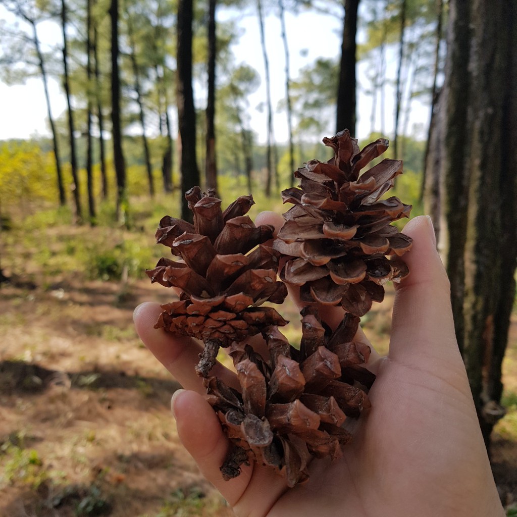 Quả thông trang trí Noel