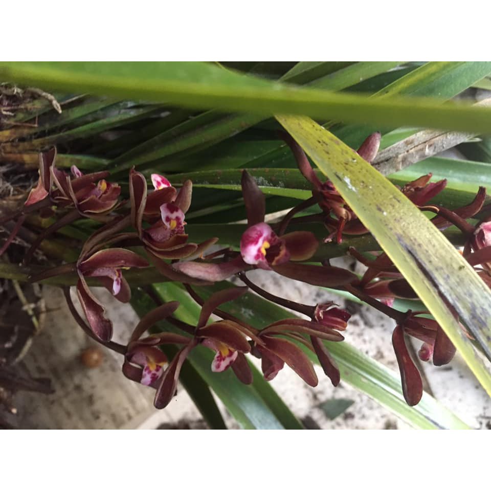 1 thân địa lan cây lan kiếm đỏ tay bắc, hoa thơm- cây giống + Tặng 01 cây dâu da đất