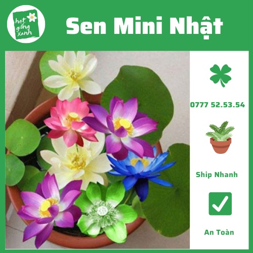 Hạt giống hoa sen mini Nhật Bản nhiều màu(Gói 5 hạt)