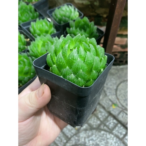 Sem đá Haworthia size 5-8cm