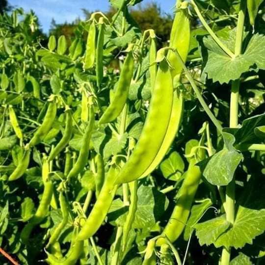 Hạt giống đậu hà lan ăn trái KNS129 - Gói 20gram