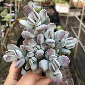 Sen đá sỏi tím - Cotyledon Orbiculata