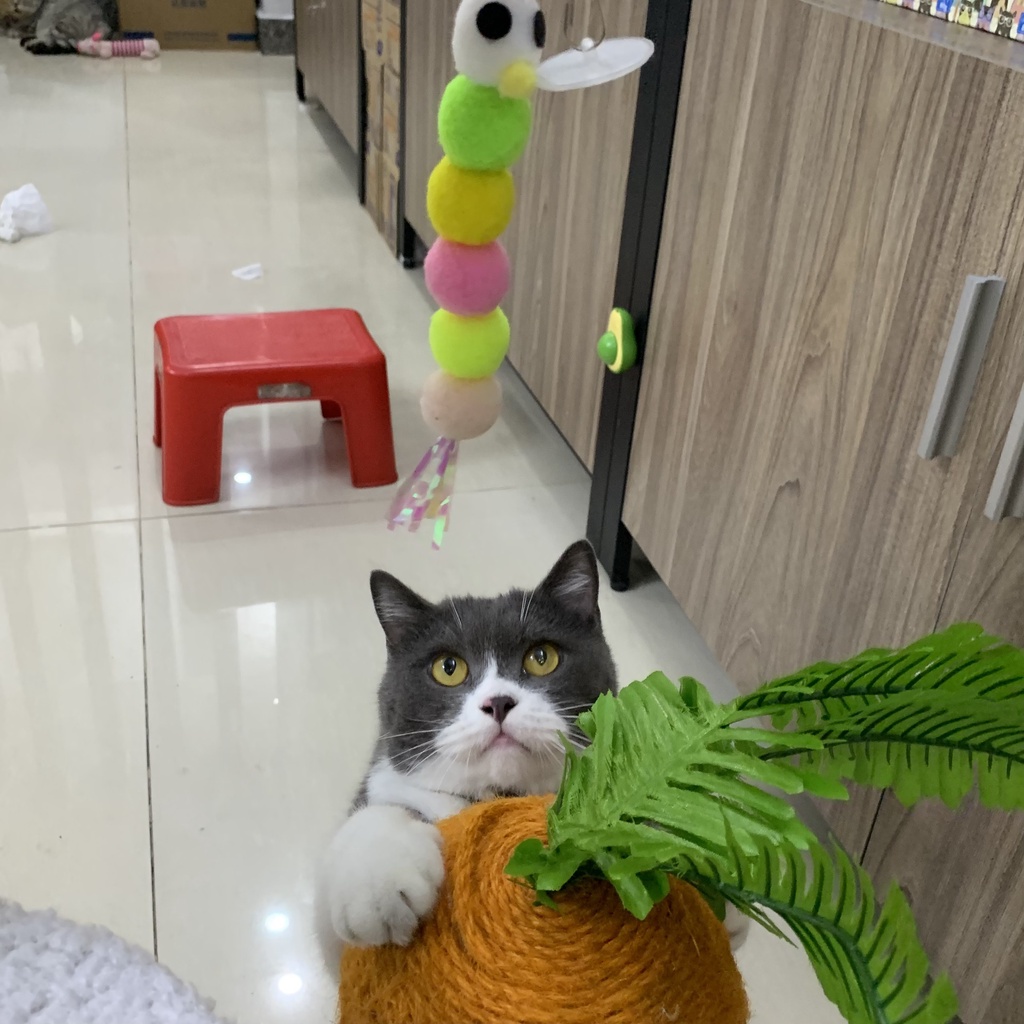 Cần Câu Lông Cute Quá Nè
