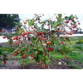 CÂY GIỐNG CÀ CHUA THÂN GỖ SIÊU QUẢ, SIÊU NĂNG SUẤT,SIÊU KINH TẾ- CAM KÊT GIỐNG CHUẨN F1