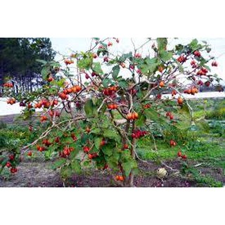 CÂY GIỐNG CÀ CHUA THÂN GỖ SIÊU QUẢ, SIÊU NĂNG SUẤT,SIÊU KINH TẾ- CAM KÊT GIỐNG CHUẨN F1