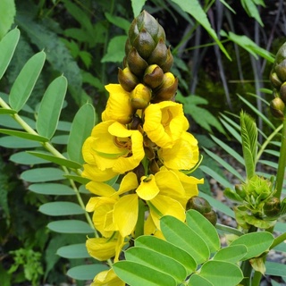 Hạt muồng già sạch rang tay