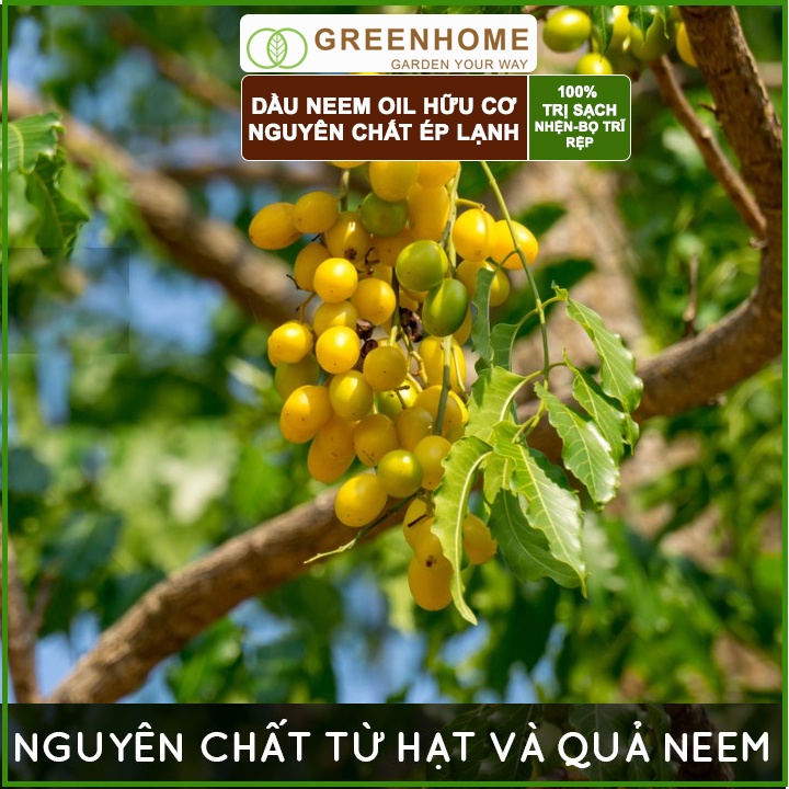 Dầu Neem oil, chai 50ml, hữu cơ phòng trị sâu bệnh hoa hồng, phong lan, cây cảnh, nguyên chất ép lạnh |Greenhome