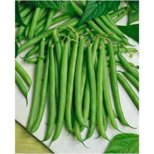 15gr hạt giống đậu cove leo quả tròn TẶNG KÈM PHÂN VÀ KÍCH MẦM