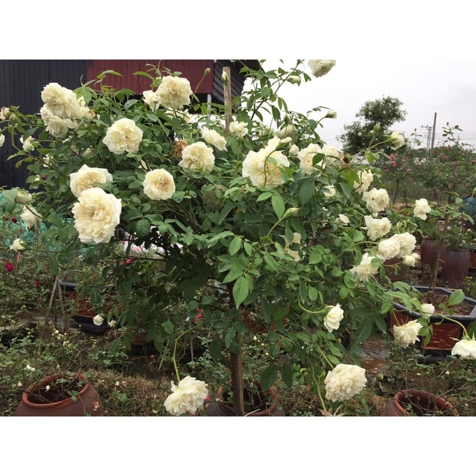Cây hoa hồng bạch xếp, hoa hồng cổ, hoa hồng trắng thơm sai hoa (cây hình cuối)