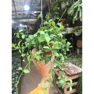 Cây hạt dưa ốc, cây cảnh treo rủ