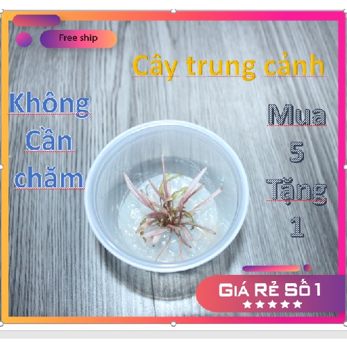 Cây thủy sinh tiêu thảo flamingo VinaAqua nuôi cấy mô 1 cụm 3-7 cây con _các cây thủy sinh không cần co2