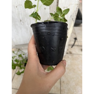 Chậu bạc hà (mint) size nhỏ các loại