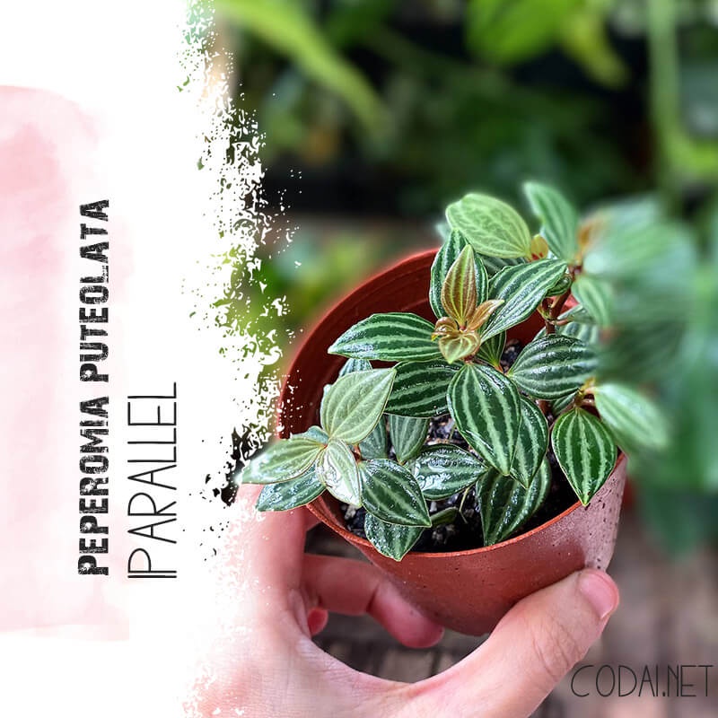 Cây Peperomia puteolata Parallel (cây Song Song) chậu nhựa
