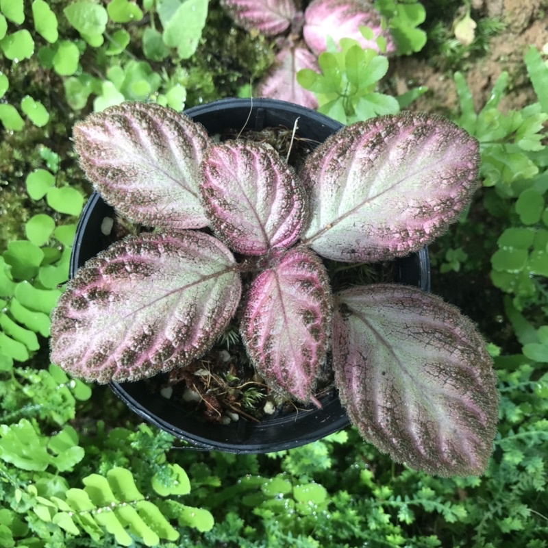 Cây Episcia hồng