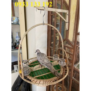 Lồng trần cu gáy