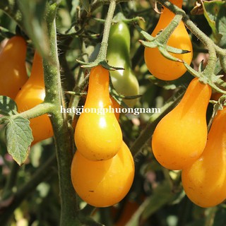 HẠT GIỐNG CÀ CHUA CHERRY LÊ VÀNG