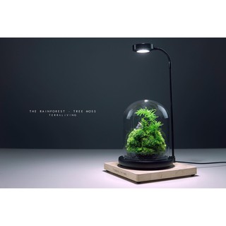 Bình thủy tinh terrarium tiểu cảnh 03