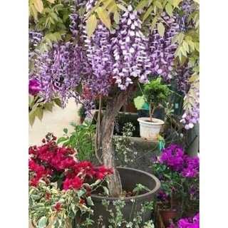 5 hạt giống hoa tử đằng