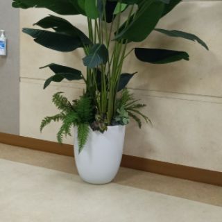 Cây chuối giả cảnh cao 2,2met