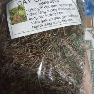 cà gai leo khô