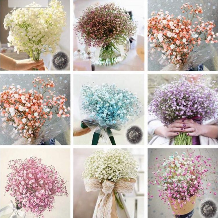 Hạt giống hoa Baby nhiều màu dễ trồng Gypsophila paniculata seeds