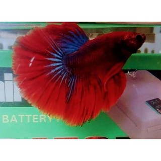 Thức ăn (cá Betta super red half moon)