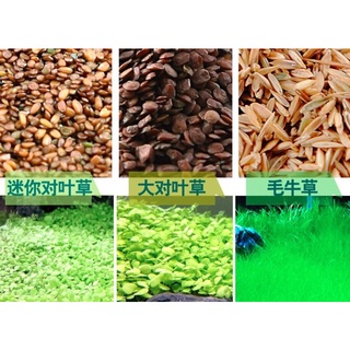 Hạt giống nền thuỷ sinh