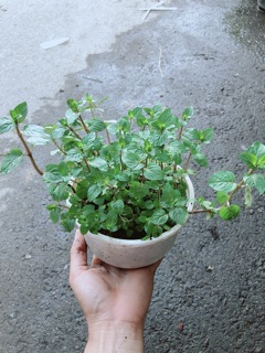 Cây Bạc Hà Doubemint