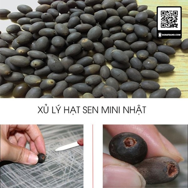 Hạt giống hoa sen mini nhật