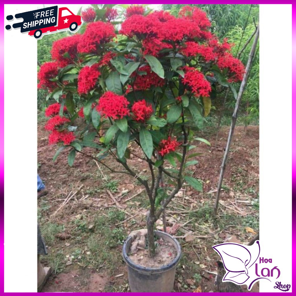 Mẫu Đơn Ta 🌲FREESHIP🌲 Đủ Màu
