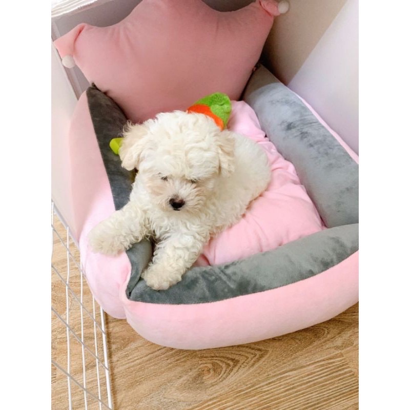 nệm cho chó mèo thú cưng