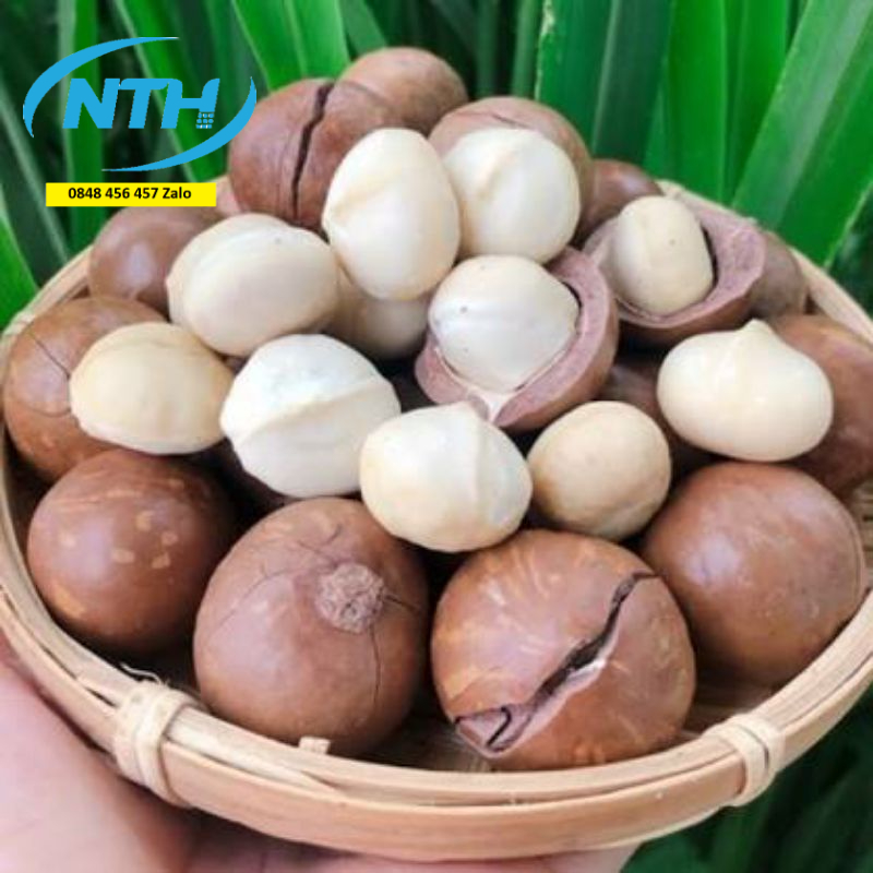 [ MACCA SẠCH ] Hạt Macca Organic ĐăkLăk Size A Sấy Lạnh Giữ Trọn Vẹn Dinh Dưỡng Hạt ( Hạt Mắc Ca Sạch )