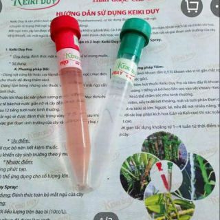 Kích mầm Keiki duy như hình