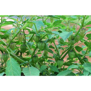 1KG Cây Tầm Bóp ( Thù Lù Lồng Đèn ) Sấy Khô