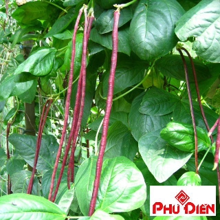 Gói 10 gr hạt giống đậu đũa tím  PHÚ ĐIỀN