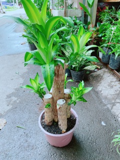 Cây Phát Tài