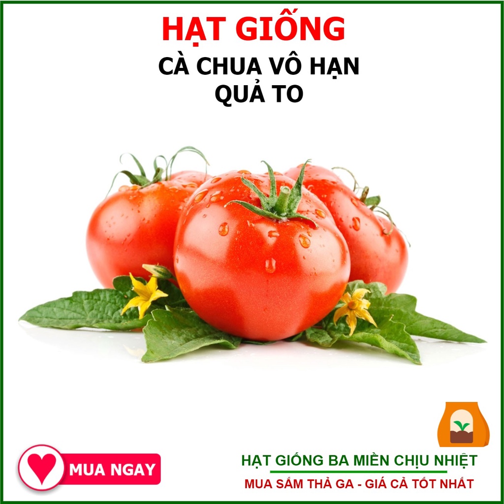 Hạt Giống Cà Chua Trang Nông Quả To Gói 1gram