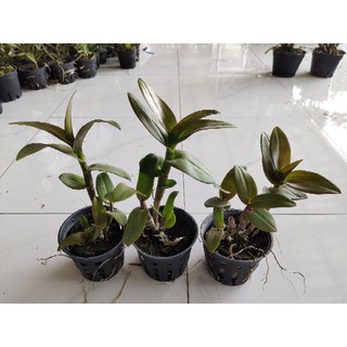 Denro chớp vàng đỏ 5%
