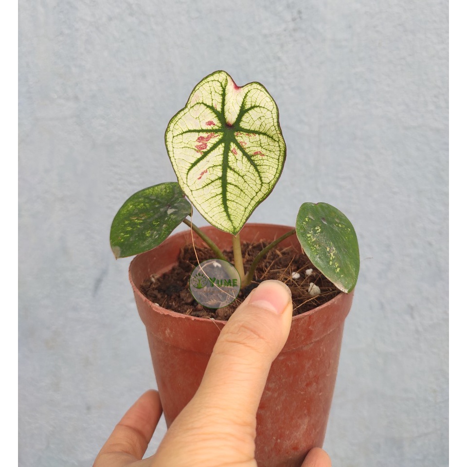 Cây Caladium Strawberry Star (MÔN KEM DÂU TÂY) cây lá kiểng đẹp trang trí ban công nhà cửa