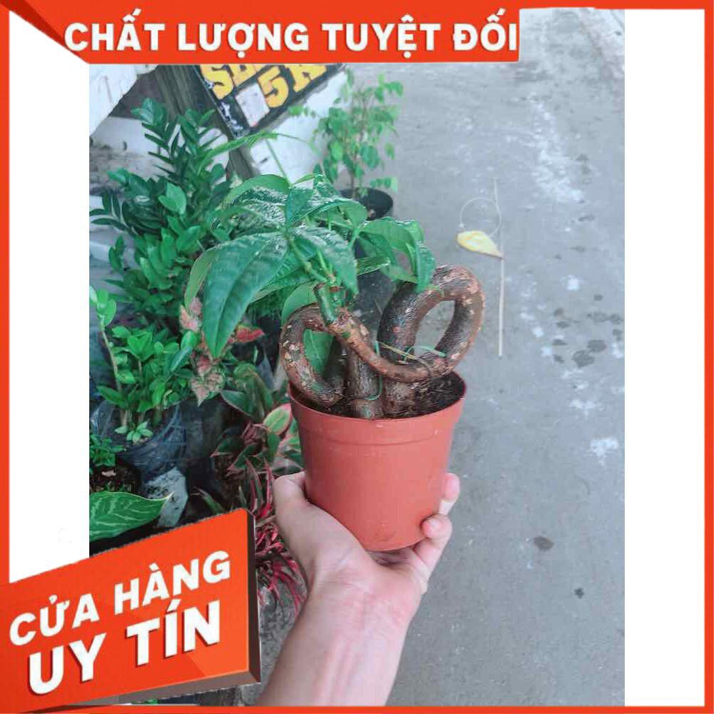 Kim ngân nơ Nhiều Người Mua