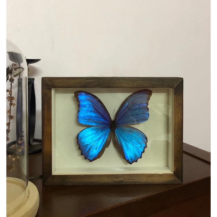 khung bướm morpho xanh dương