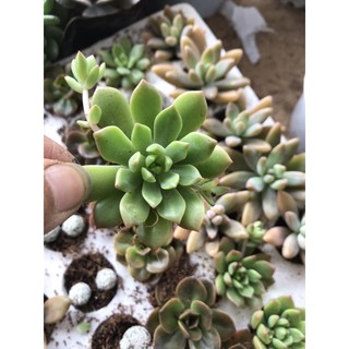 10 cây sen đá vỉ Đà Lạt